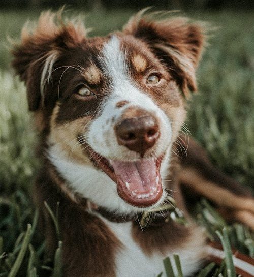 Cane sereno all'aperto, benessere e prevenzione veterinaria