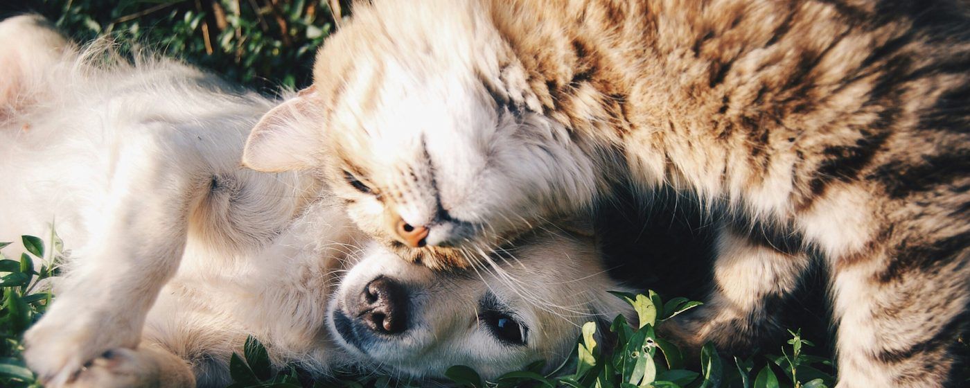 Cane e gatto giocano sull'erba, prevenzione veterinaria a Verbania