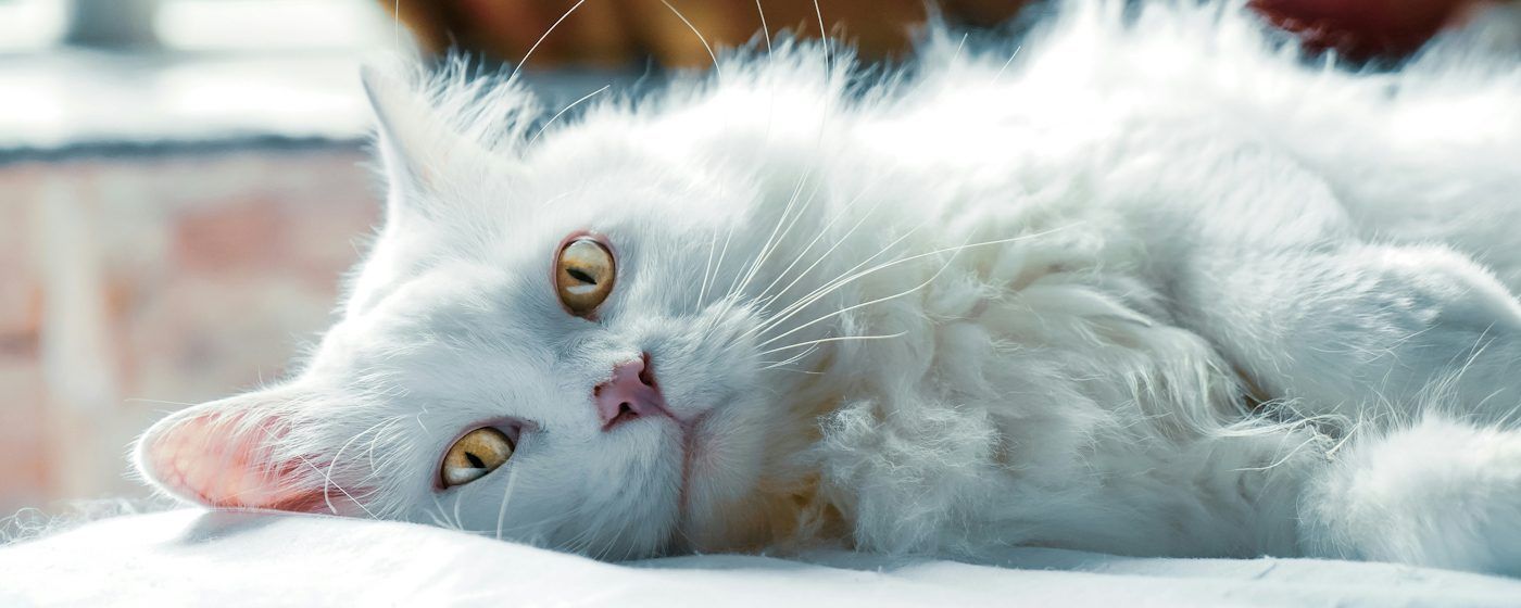 Gatto bianco disteso, cure e patologie veterinarie a Verbania