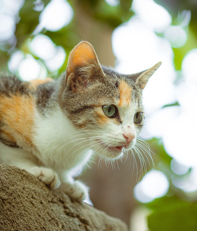Gatto tricolore su un ramo, ambulatorio veterinario di Verbania